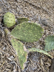 Opuntia pyrocarpa
