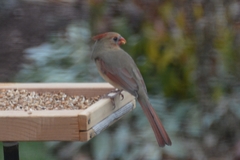 Cardinalis cardinalis