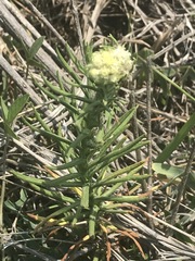 Pseudognaphalium viscosum