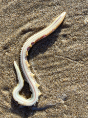 Phyllodocida