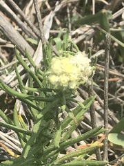 Pseudognaphalium viscosum