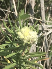 Pseudognaphalium viscosum