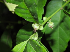 Doliocarpus major