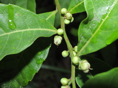 Doliocarpus major