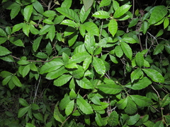 Doliocarpus major