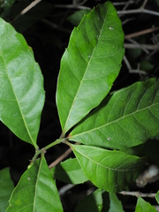 Doliocarpus major