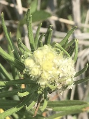 Pseudognaphalium viscosum