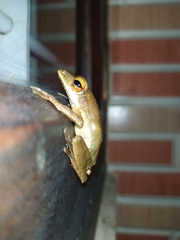 Polypedates occidentalis