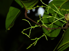 Gnetum paniculatum