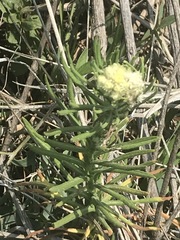 Pseudognaphalium viscosum