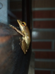 Polypedates occidentalis