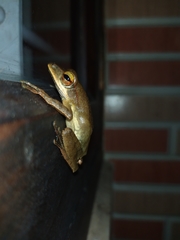 Polypedates occidentalis