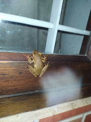 Polypedates occidentalis