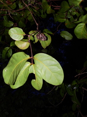 Gnetum paniculatum