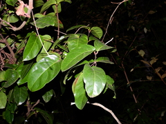 Gnetum paniculatum