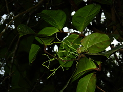 Gnetum paniculatum