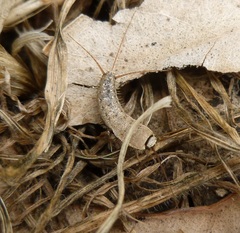 Ctenolepisma ciliatum