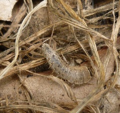 Ctenolepisma ciliatum