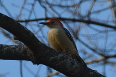 Melanerpes carolinus