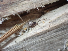 Cryptachaea blattea