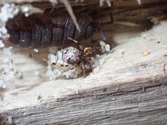 Cryptachaea blattea