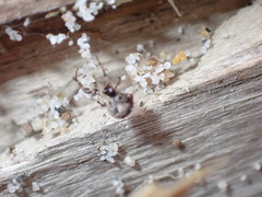 Cryptachaea blattea