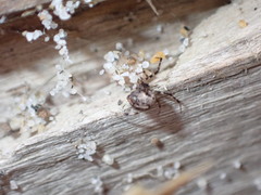 Cryptachaea blattea