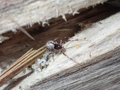 Cryptachaea blattea