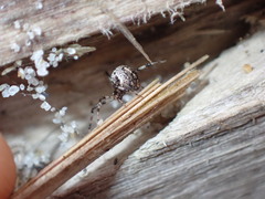 Cryptachaea blattea