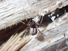 Cryptachaea blattea