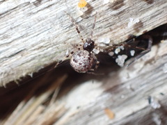 Cryptachaea blattea