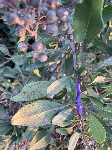 iNaturalist observation photo of Toyon