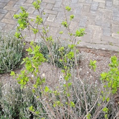 Clinopodium multiflorum