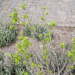 Clinopodium multiflorum