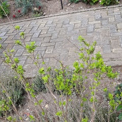 Clinopodium multiflorum