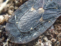 Aradoidea