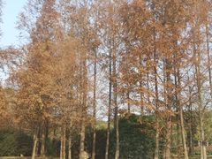 Metasequoia glyptostroboides