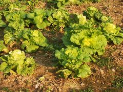 Brassica rapa pekinensis
