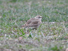 Eremophila alpestris