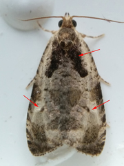 Olethreutes punctanum