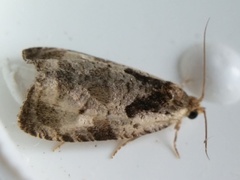 Olethreutes punctanum