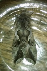 Autoplusia gammoides