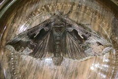 Autoplusia gammoides