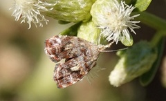 Choreutis emplecta