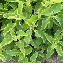 Coleus barbatus