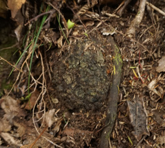 Dactylanthus taylorii