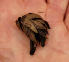 Dactylanthus taylorii