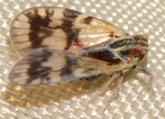 Bothriocera cognita