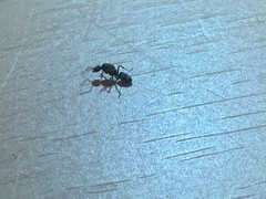 Dolichoderinae