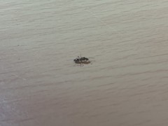 Dolichoderinae
